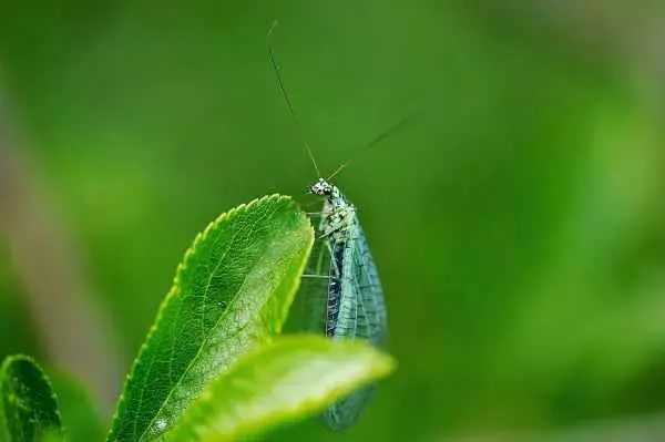 lacewings beneficial insects for garden