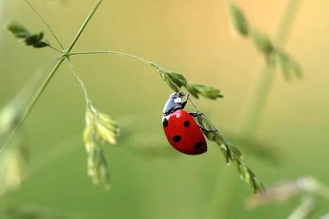 ladybugs beneficial insects for garden