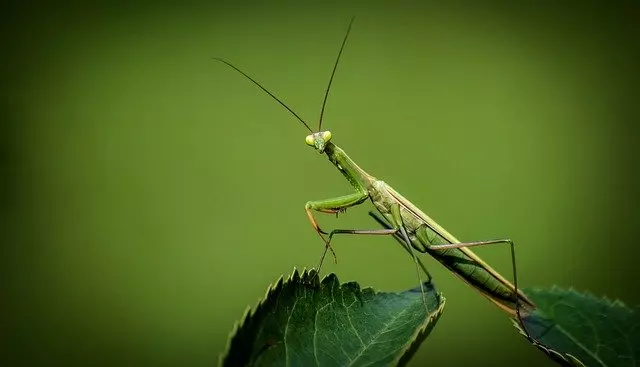 mantis beneficial insects for garden