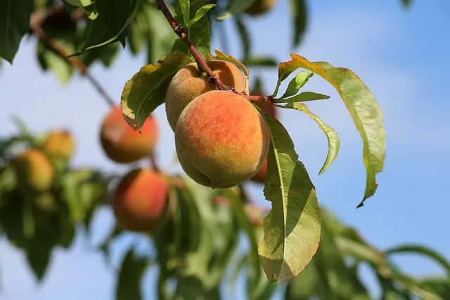 peaches trees garden