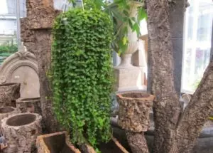 peperomia rotundifolia care guide updated