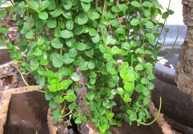 peperomia rotundifolia