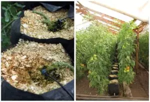 Pine shavings used for growing tomatoes hydroponically