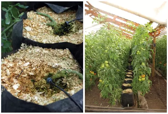 how to grow hydroponic tomatoes Pine shavings used for growing hydroponic tomatoes 