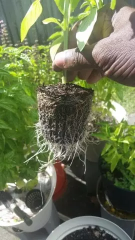 prune roots potted plants