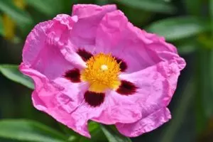 rockrose plant care and characteristics