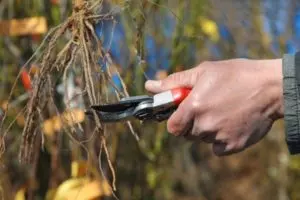 root pruning when and how to prune the roots