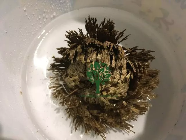 rose of jericho care