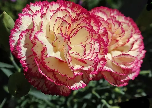 temperature for carnations