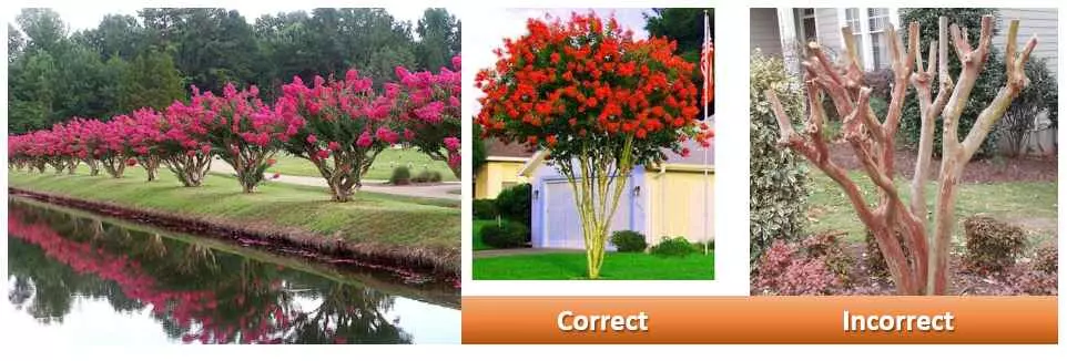 when to prune crepe myrtle how to prune crepe myrtle How to Save a Dying Crepe Myrtle.