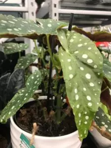 begonia maculata wightii