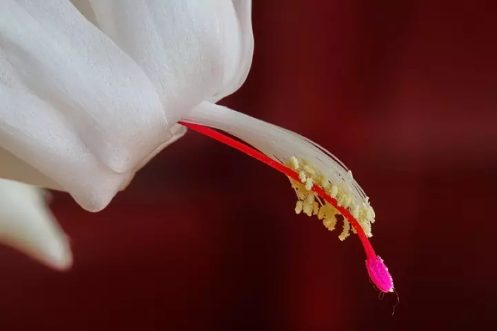 Thanksgiving cactus care how to propagate thanksgiving cactus