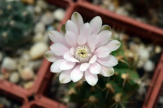 gymnocalycium cacti how to grow and care