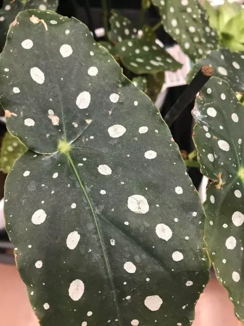 how to propagate begonia maculata spotted begonia Polka Dot Plant