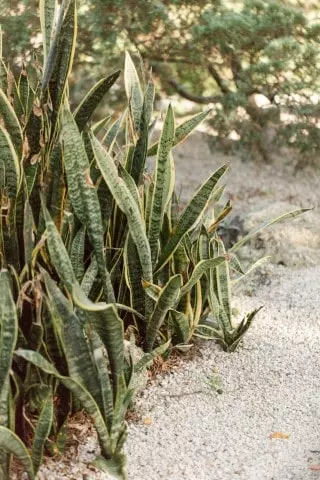 how to propagate sansevieria laurentii