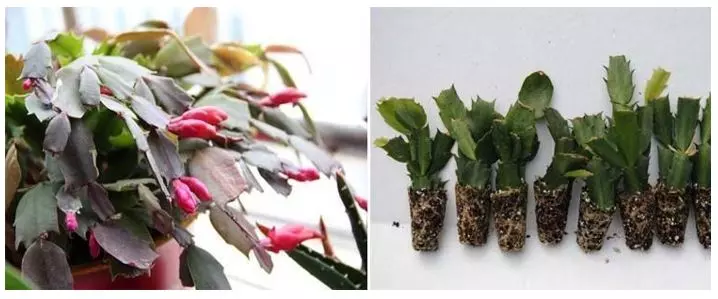 How to Propagate Thanksgiving Cactus by Cuttings - Repotting Thanksgiving Cactus