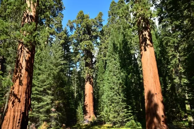 largest tree in the world information and photos