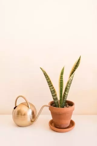 location and climate sansevieria laurentii
