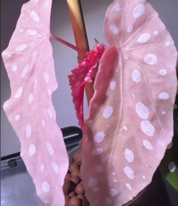 Begonia maculata Pink Splice