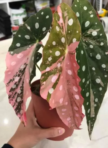 Indoor Plants Exotic