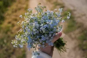 are forget me nots edible benefits of eating forget-me-not flowers new zealand australia usa