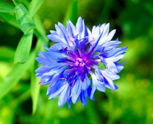 Cornflower When to Plant (Centaurea cyanus) Bachelor’s button how to propagate from seeds toxic for cats dogs edible flowers care for cornflower