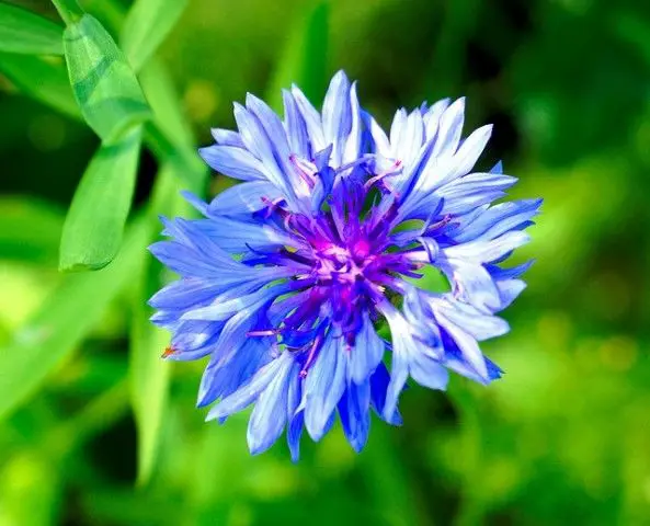 Bachelors Button Toxic for Cats – Cornflower Toxic for Dogs