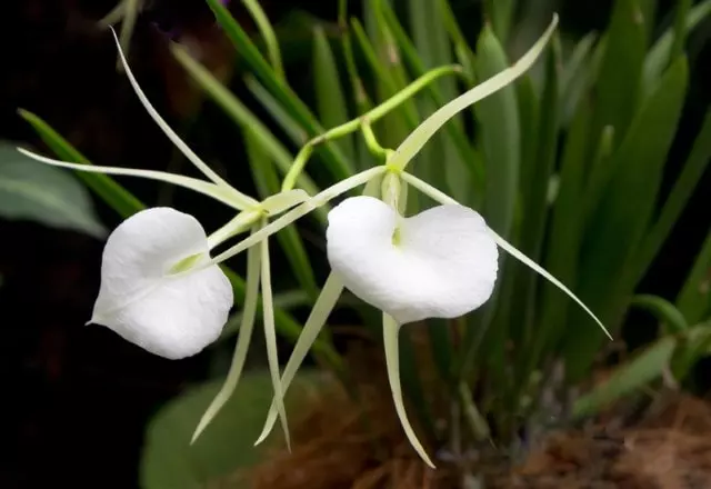 brassavola orchids characteristics