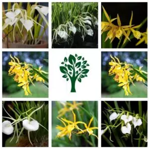 brassavola orchids the most complete guide