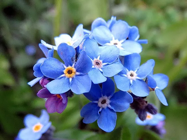 are forget me nots poisonous to cats 