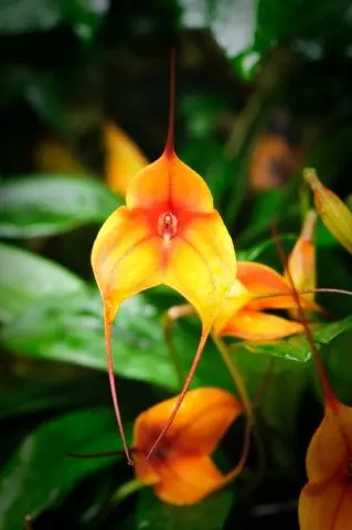 characteristics masdevallia orchids