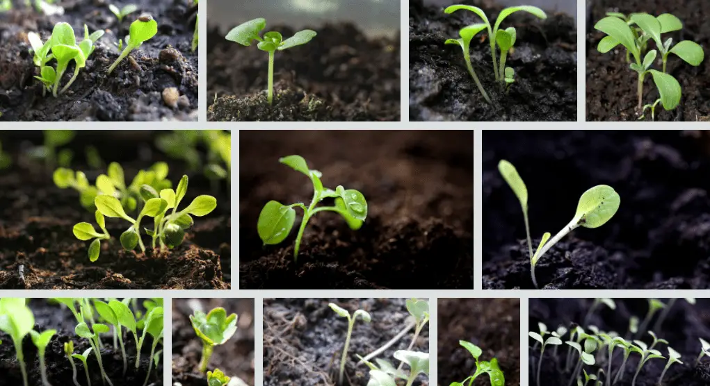 How to Propagate Cornflower from Seeds Cornflower When to Plant (Centaurea cyanus) Bachelor’s button how to propagate cornflowers from seeds australia new zealand usa uk canada 