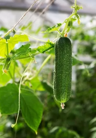 When to Harvest Cucumbers (Boston Pickling Cucumbers, Straight Eight, Armenian, Lemon, Spacemaster, Pickling Northern)