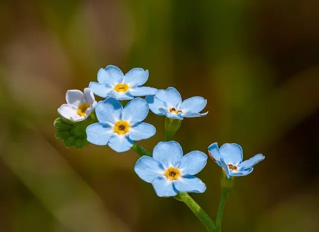 how-to-grow-forget-me-nots-forget-me-not-propagation-from-seeds