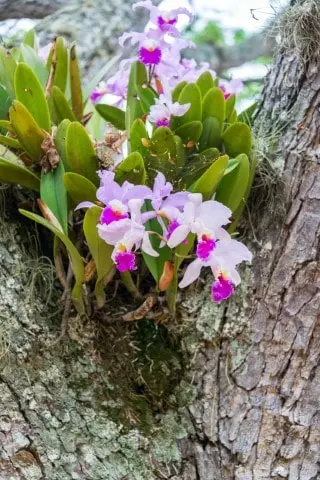 history and culture of colombia orchid