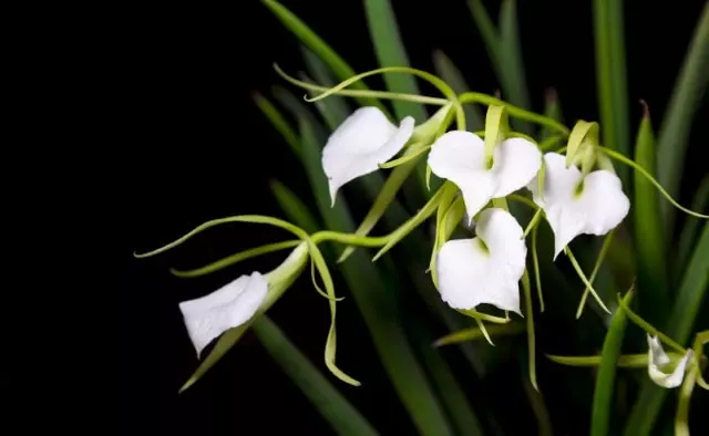 how to care brassavola orchid