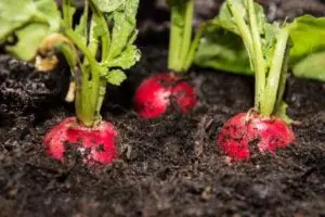 how to grow and care organic radish