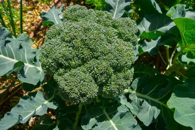 how to grow broccoli step by step