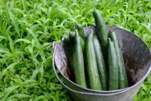 how to grow cucumbers ultimate guide