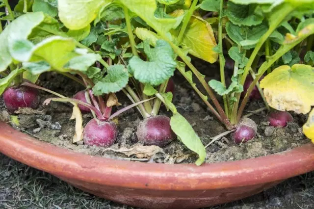 how to grow radish in a pot