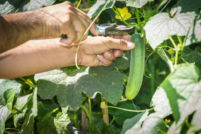 how to prune cucumber plant