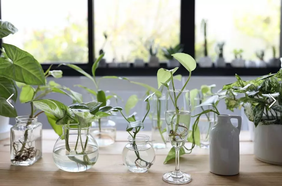 indoor plants that grow in water year round