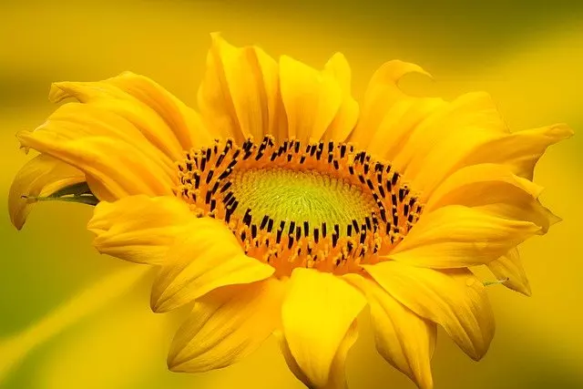 the habitat of sunflower plant