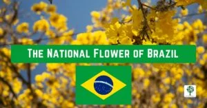 the national flower of brazil ipe
