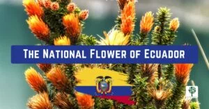 the national flower of ecuador