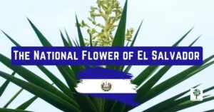 the national flower of el salvador