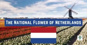 the national flower of netherlands tulips