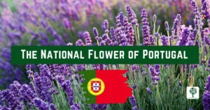 the national flower of portugal