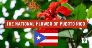 the national flower of puerto rico maga