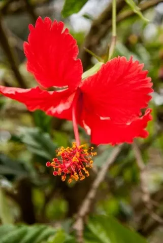 the national flower of puerto rico
